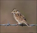 _5SB9427 harris sparrow